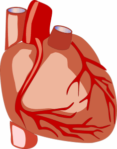 How to Strengthen Your Heart with Excercise