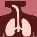 How long does Tramadol stay in your System