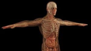 How Long Does Antibiotics Stay in Your System
