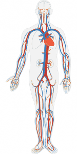How Long Does Suboxone Stay in your System