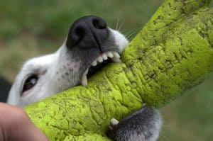 Tips for Dealing with an Animal Bite